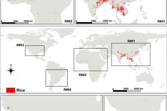 RiceExtent v1.0: New Global Map Released